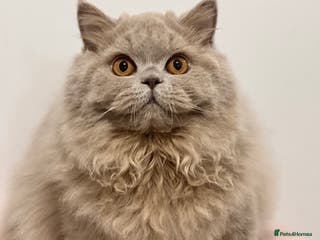 British Longhair cats Ready 🐻British Longhair chunky kittens💎🧸 - Advert 13