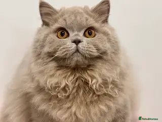 British Longhair cats Ready 🐻British Longhair chunky kittens💎🧸 - Advert 2