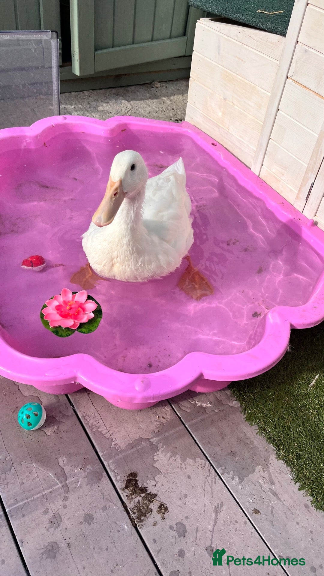 Ducks poultry Duck  - Advert 1