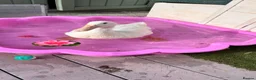 Ducks poultry for sale: Duck  in Chessington - Advert 1
