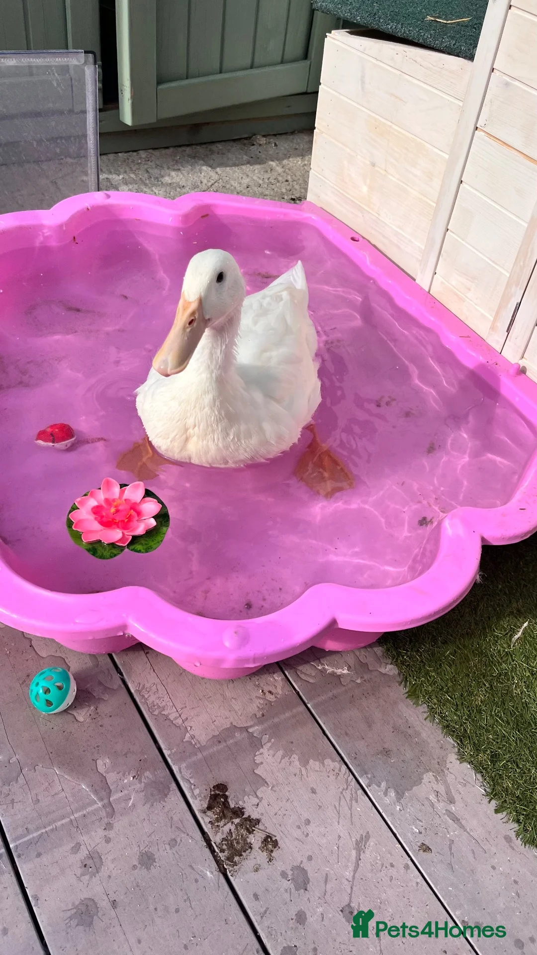 Ducks poultry for sale: Duck  in Chessington - Advert 1
