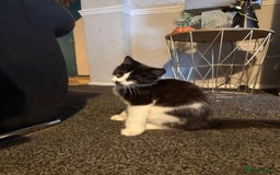 British Shorthair cats for sale: Mr oreo - Image 3