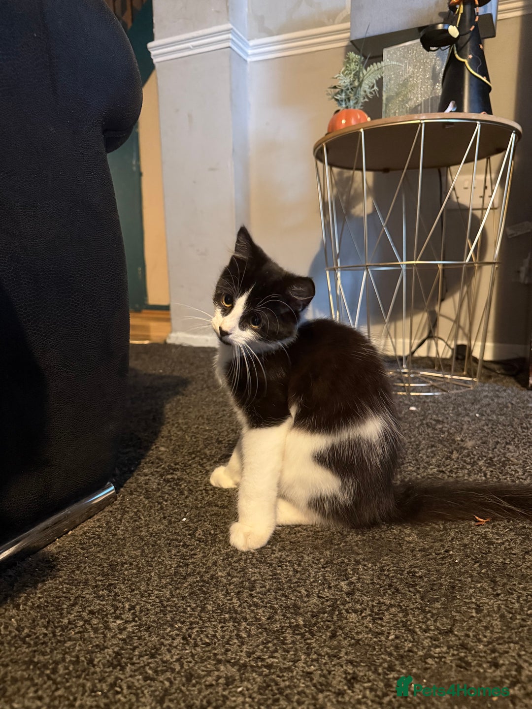 British Shorthair cats for sale: Mr oreo - Image 3