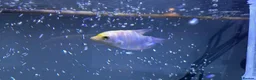 Gouramis fish for sale: Baby Giant Gourami  in Exeter - Advert 3