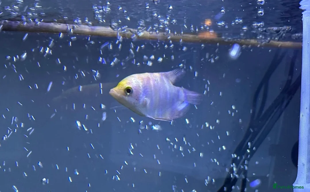 Gouramis fish for sale: Baby Giant Gourami  in Exeter - Advert 3
