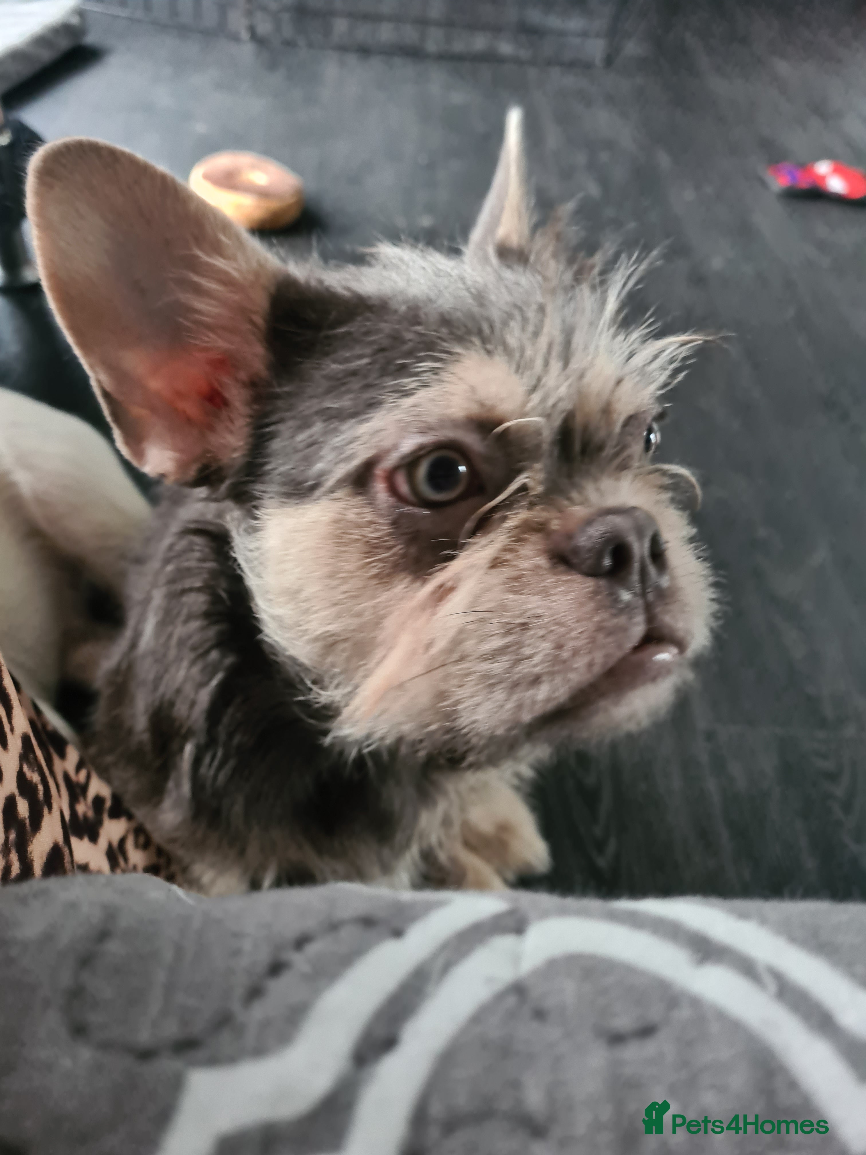 French Bulldog dogs Furnished french bulldog puppies  - Advert 16