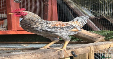 Chickens poultry - Advert 8