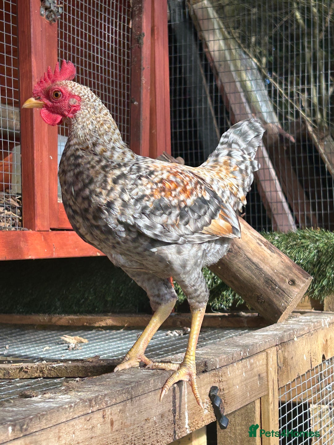 Chickens poultry for sale: Old English game bantam (Carlise type) cockerel  - Image 2