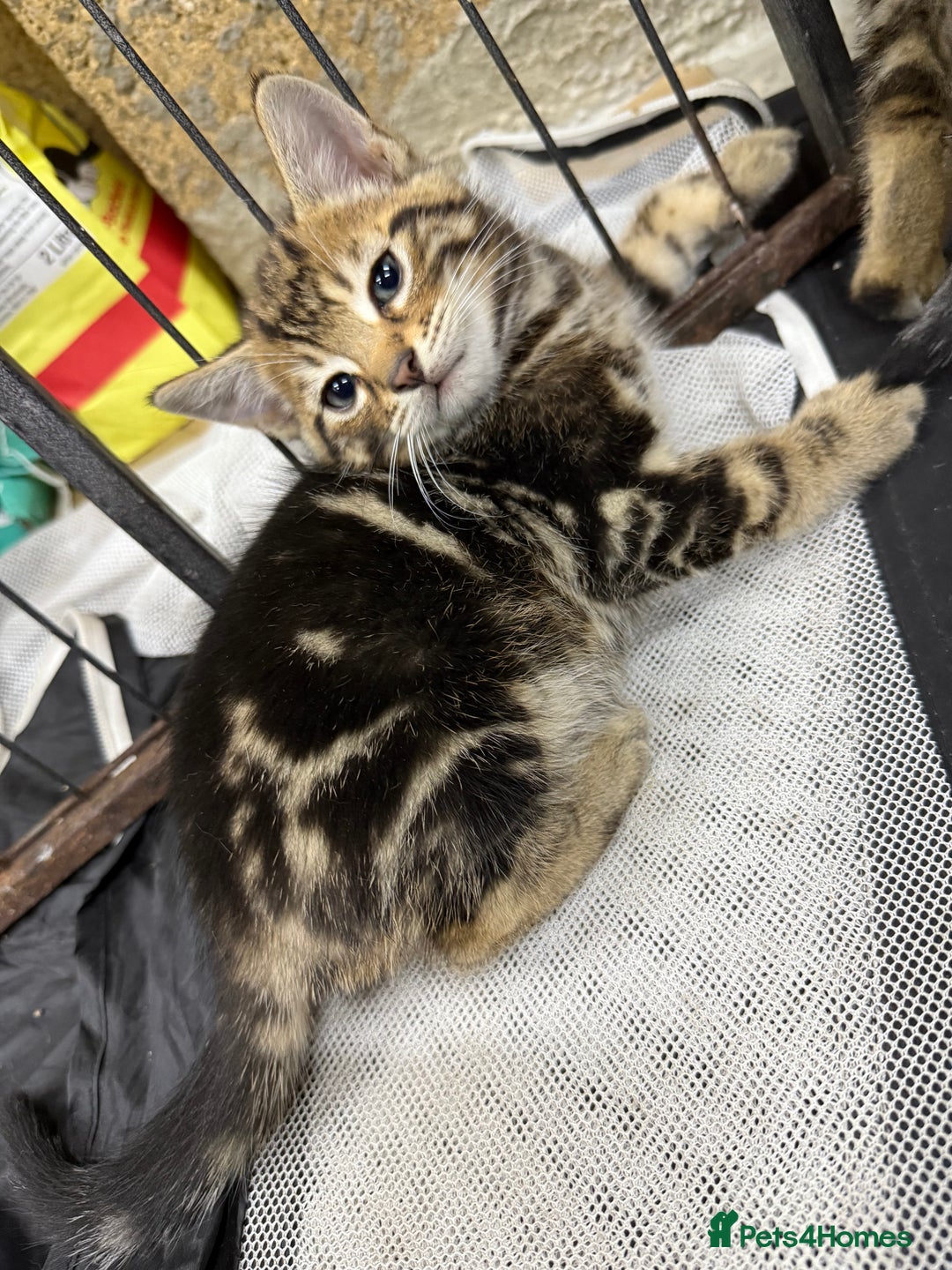Domestic Shorthair cats for sale: Domestic short hair kittens  - Image 1