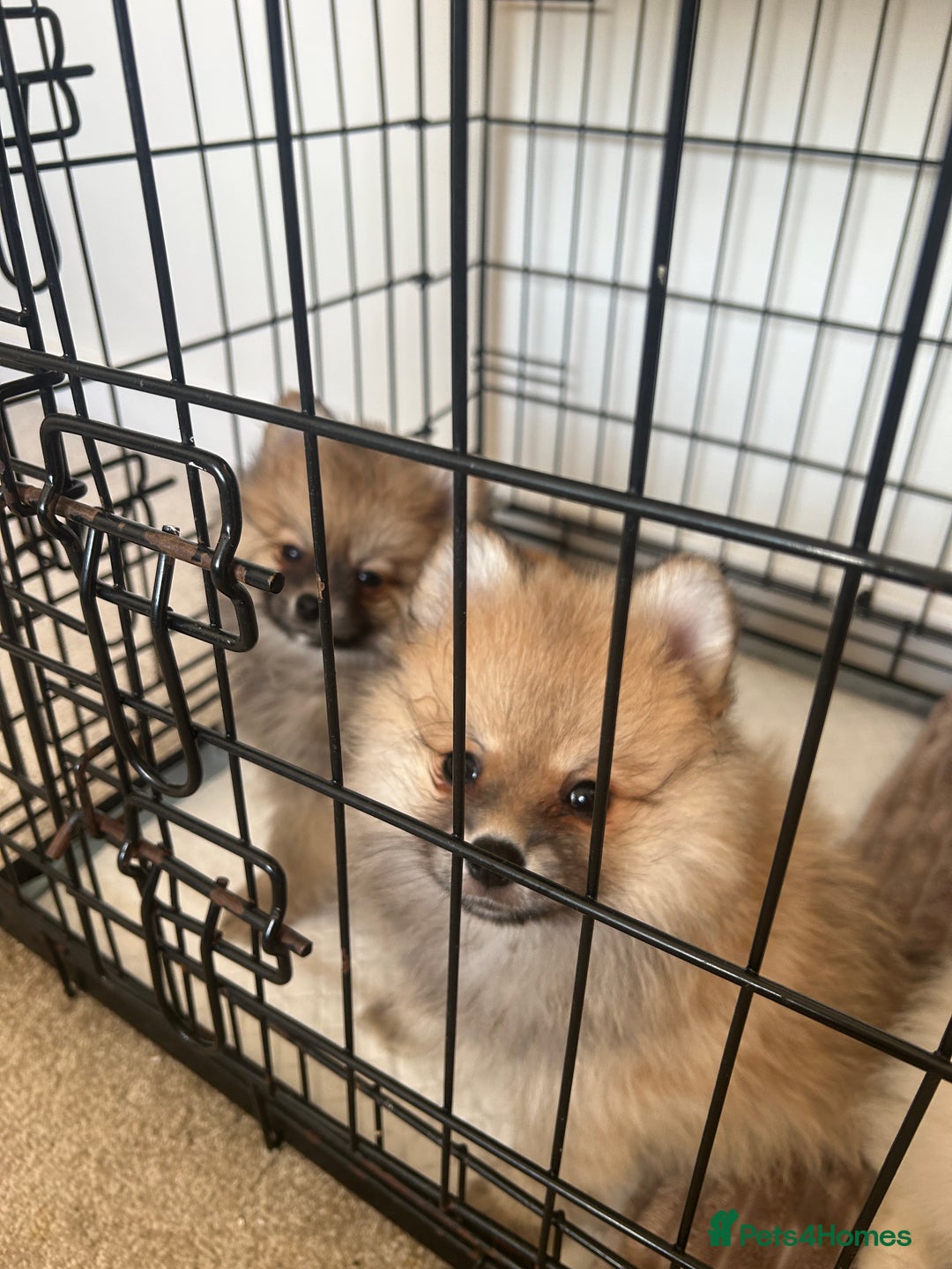 Pomeranian dogs for sale: Ready now***tiny teddy faced Pomeranian baby’s.  - Advert 17