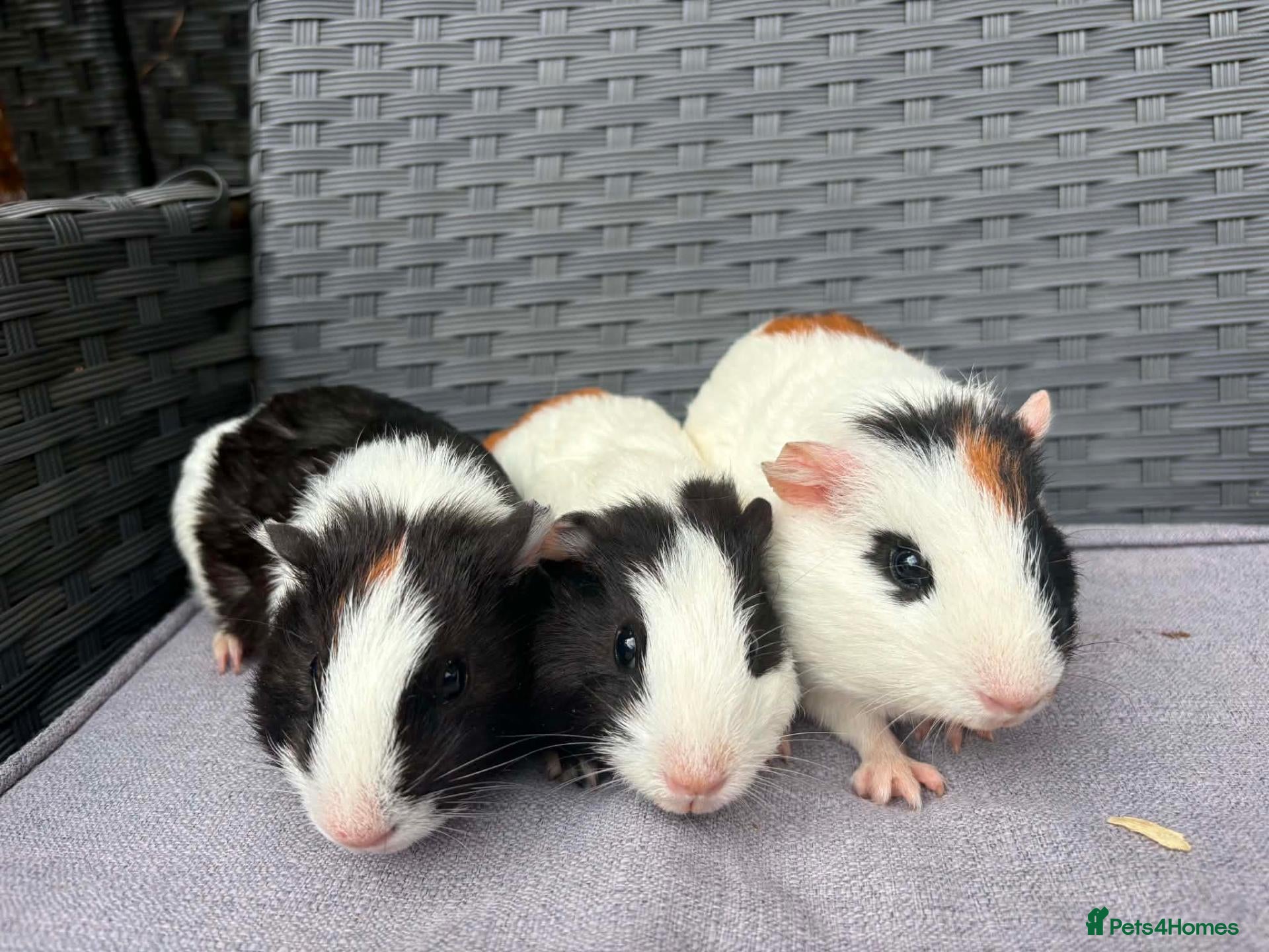 Guinea Pig rodents Sows and Trio of Boars  - Advert 1