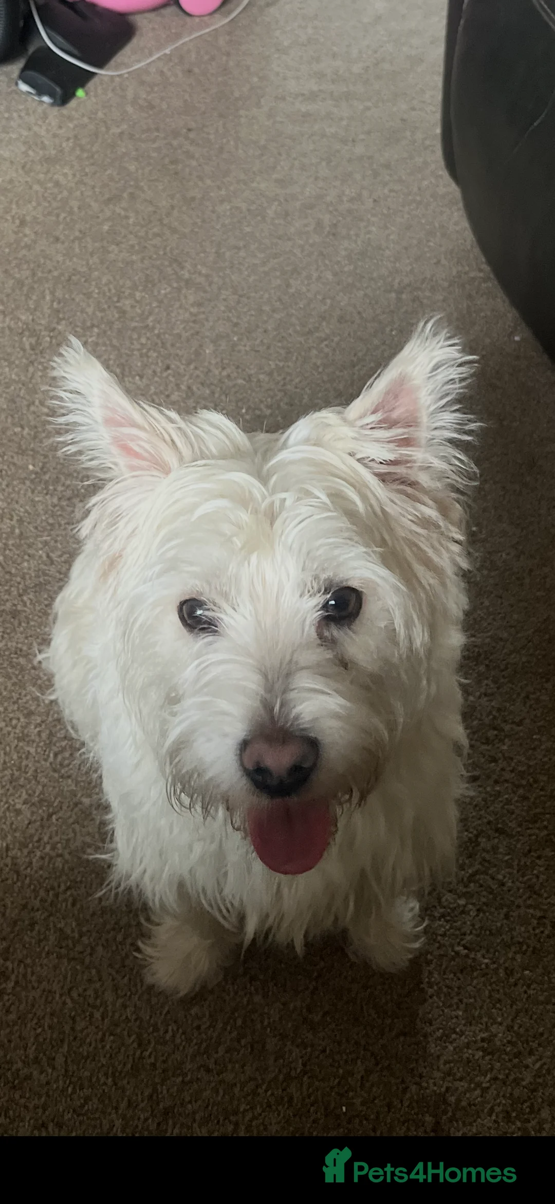 West Highland Terrier dogs for adoption: Westie x Cairn age 10 months in Par - Advert 5