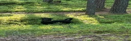Rottweiler dogs for sale: 2 Year Rottweiler Male Needing Rehomed - Advert 7