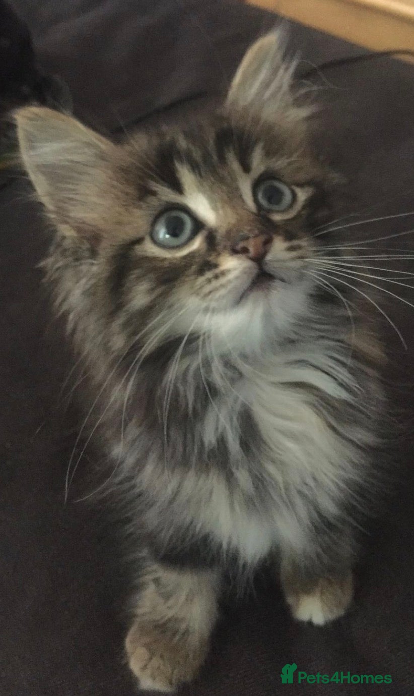 Mixed Breed cats Adorable tabby kittens  - Advert 4