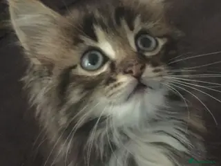 Mixed Breed cats Adorable tabby kittens - Advert 4