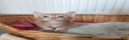 Mixed Breed cats for sale: Siberian X Bengal kittens for sale in Portsmouth - Advert 14
