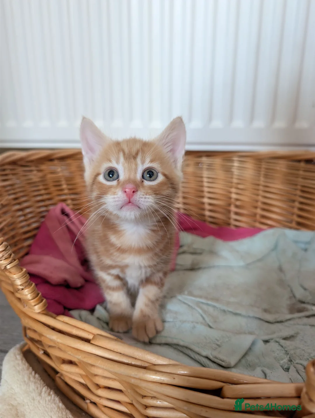 Mixed Breed cats for sale: Siberian X Bengal kittens for sale in Portsmouth - Advert 14