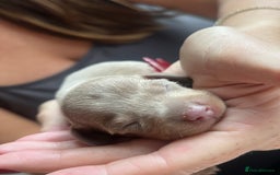 Miniature Dachshund dogs for sale: Beautiful litter of miniature dachshund  - Advert 28