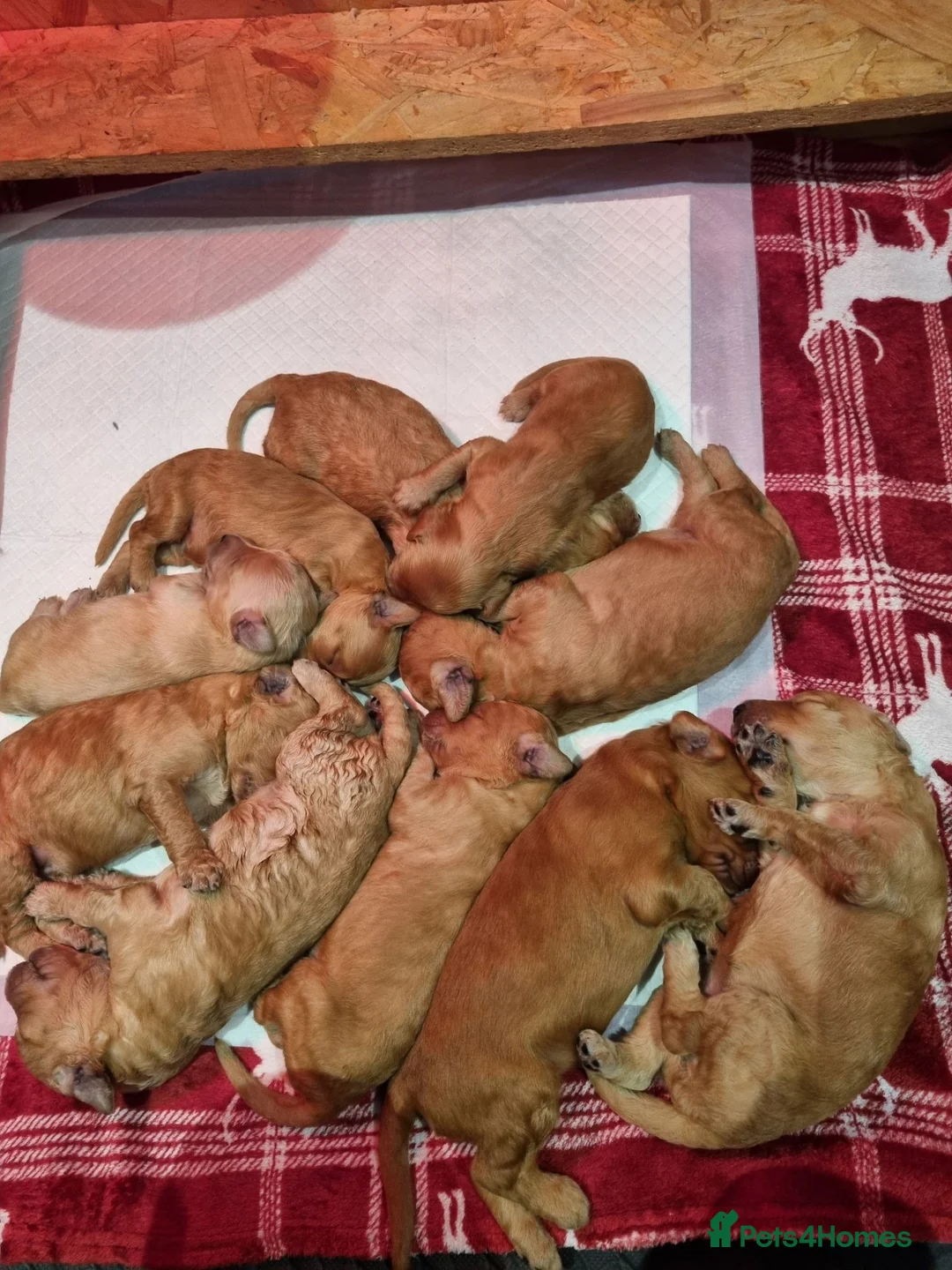 Goldendoodle dogs for sale: Beautiful F2b Goldendoodle puppies - Advert 2
