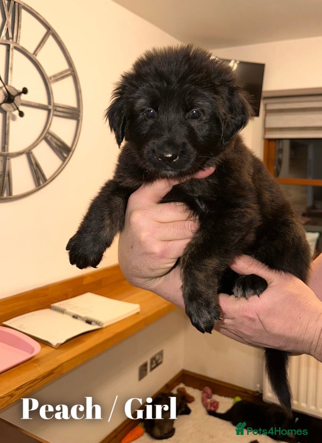 Mixed Breed dogs for sale: Golden Shepherd Puppies - Advert 7