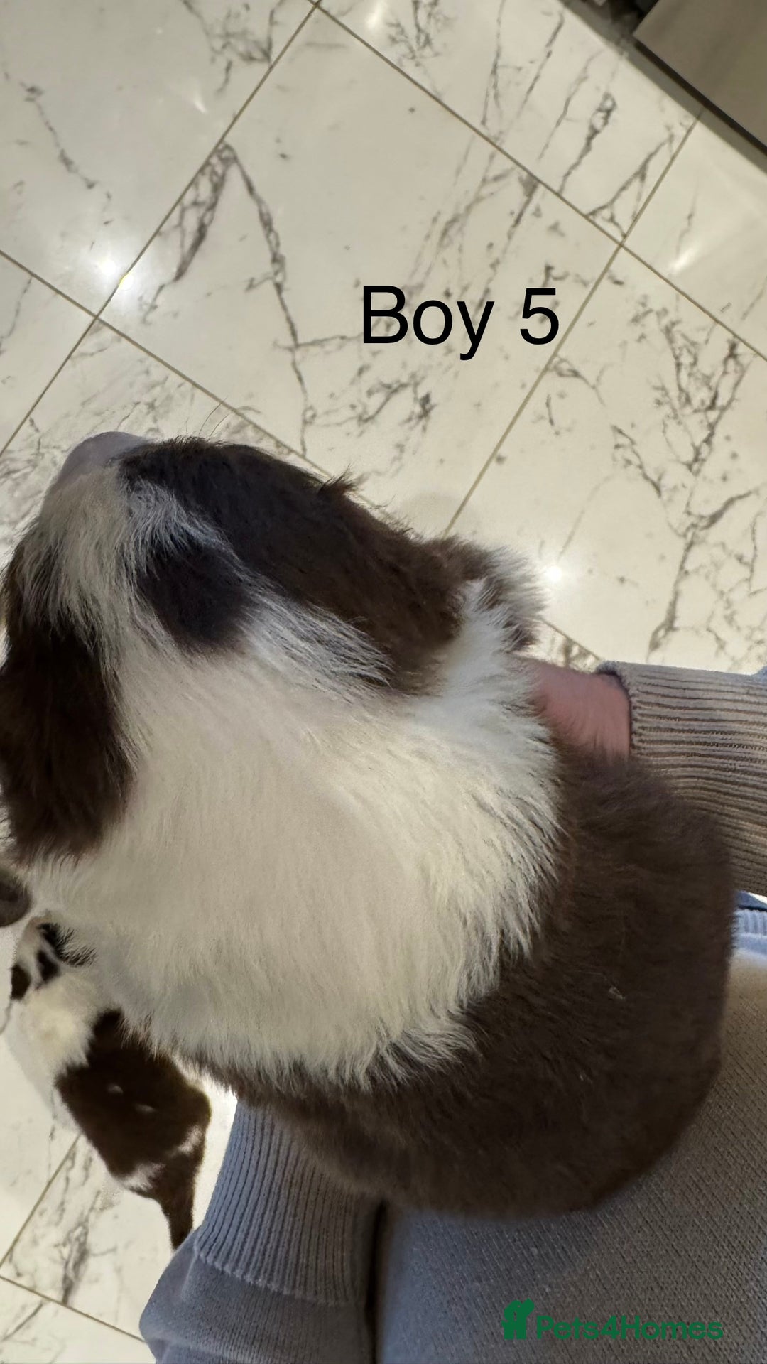 Border Collie dogs for sale: Beautiful Red tri pups  - Advert 19
