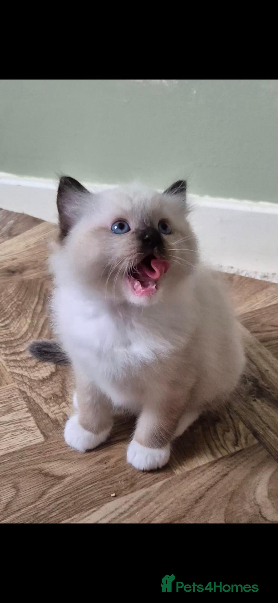 Ragdoll cats Chunky TICA reg Ragdoll - Advert 6