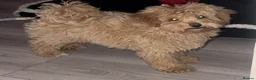 Maltipoo dogs for sale: Our beautiful Maltipoo female  - Advert 3