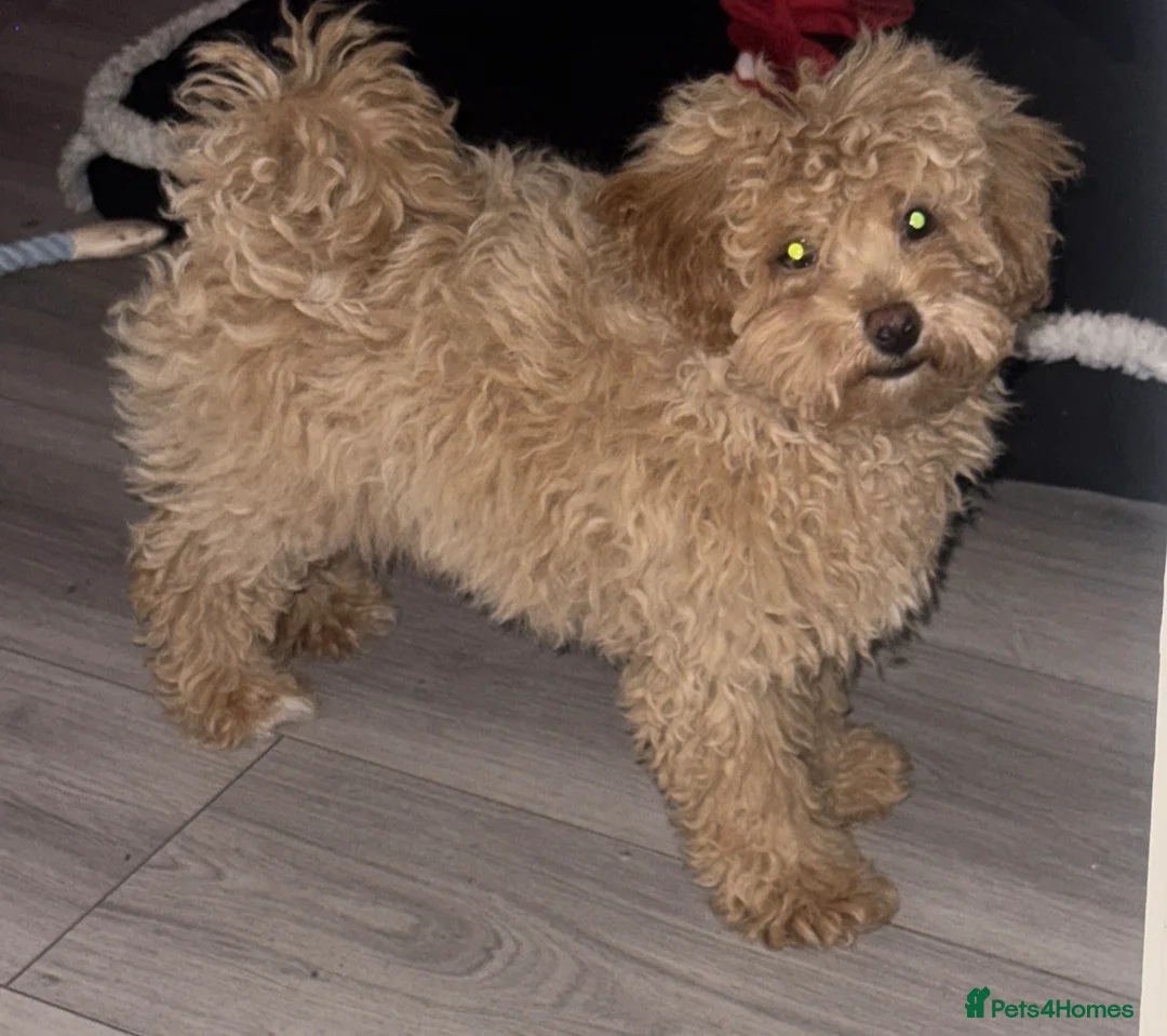 Maltipoo dogs for sale: Our beautiful Maltipoo female  - Advert 3