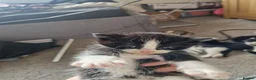 Mixed Breed cats for sale: 5 beautiful kittens  - Advert 21