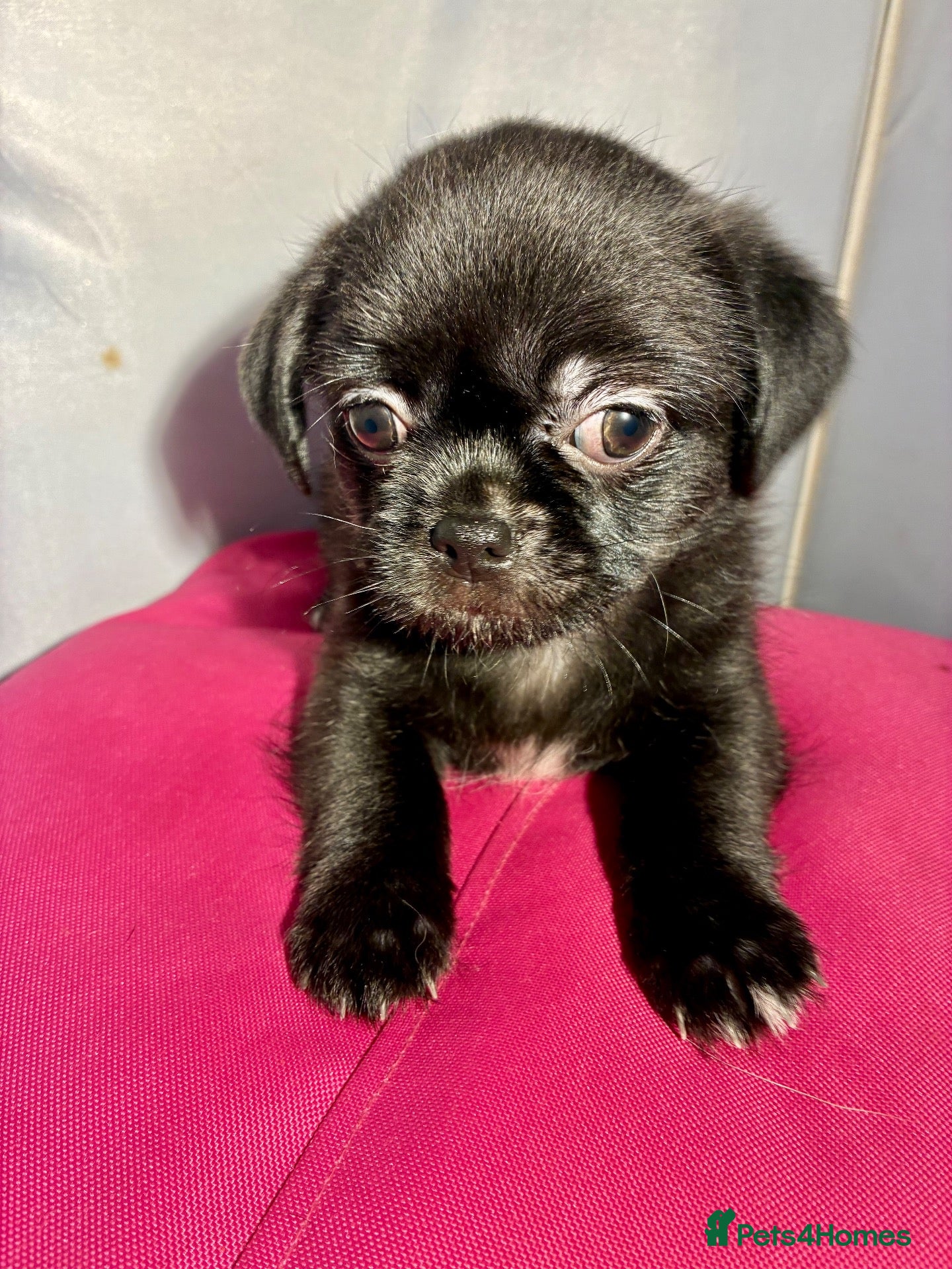 Mixed Breed dogs for sale: ADORABLE SHIH TZU/CHIHUAHUA - Advert 2