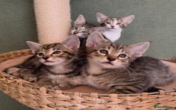 Siamese cats for sale: Siamese-Tabby Mix Kittens Available from 17th Sept - Image 8
