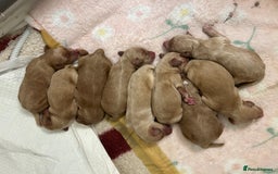 Cockapoo dogs for sale: F2 cockapoo’s for sale! 🌟  - Advert 12