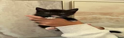 Mixed Breed cats for sale: Beautiful black & white kittens for sale  - Advert 22