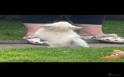 Chihuahua dogs for sale: Gorgeous Long coat MALE WHITE chihuahua.  - Image 20