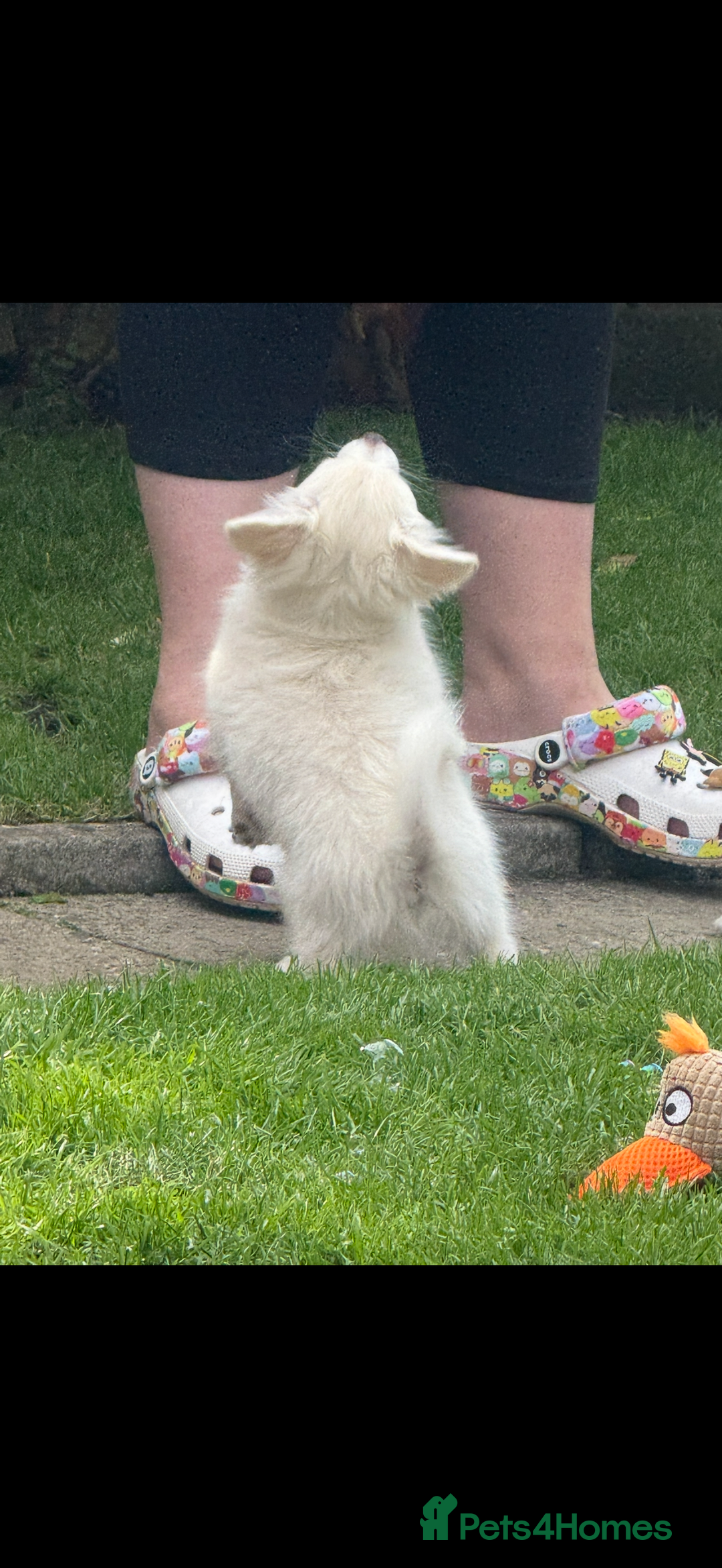 Chihuahua dogs for sale: Gorgeous Long coat MALE WHITE chihuahua.  - Image 20