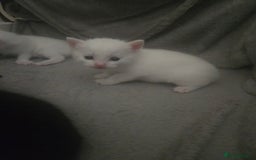 Domestic Shorthair cats for sale: 4 beautiful kittens - Image 5