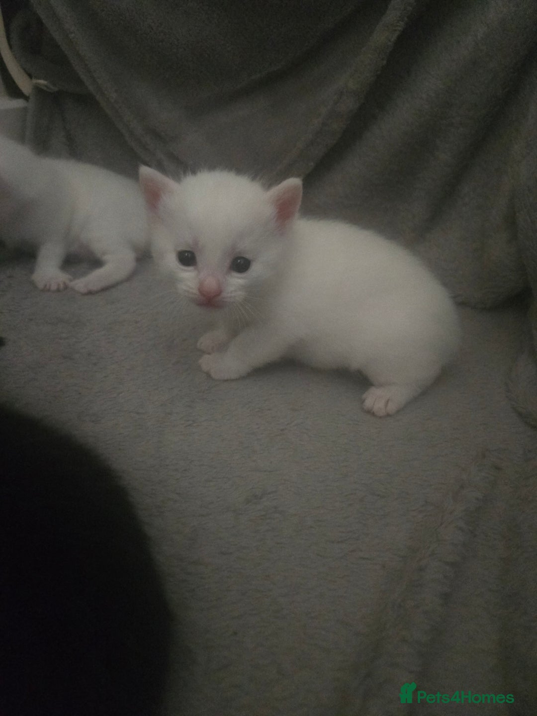 Domestic Shorthair cats for sale: 4 beautiful kittens - Image 5
