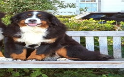 Bernese Mountain Dog dogs for sale: Beautiful Girl looking for her forever home  - Image 2