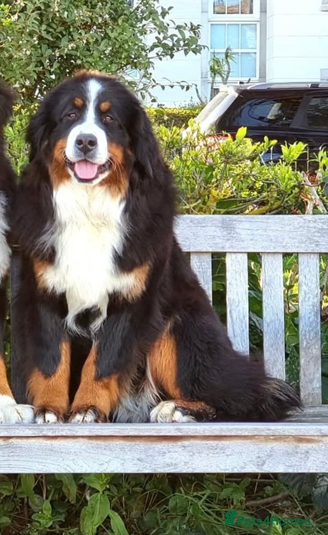 Bernese Mountain Dog dogs for sale: Beautiful Girl looking for her forever home  - Image 2