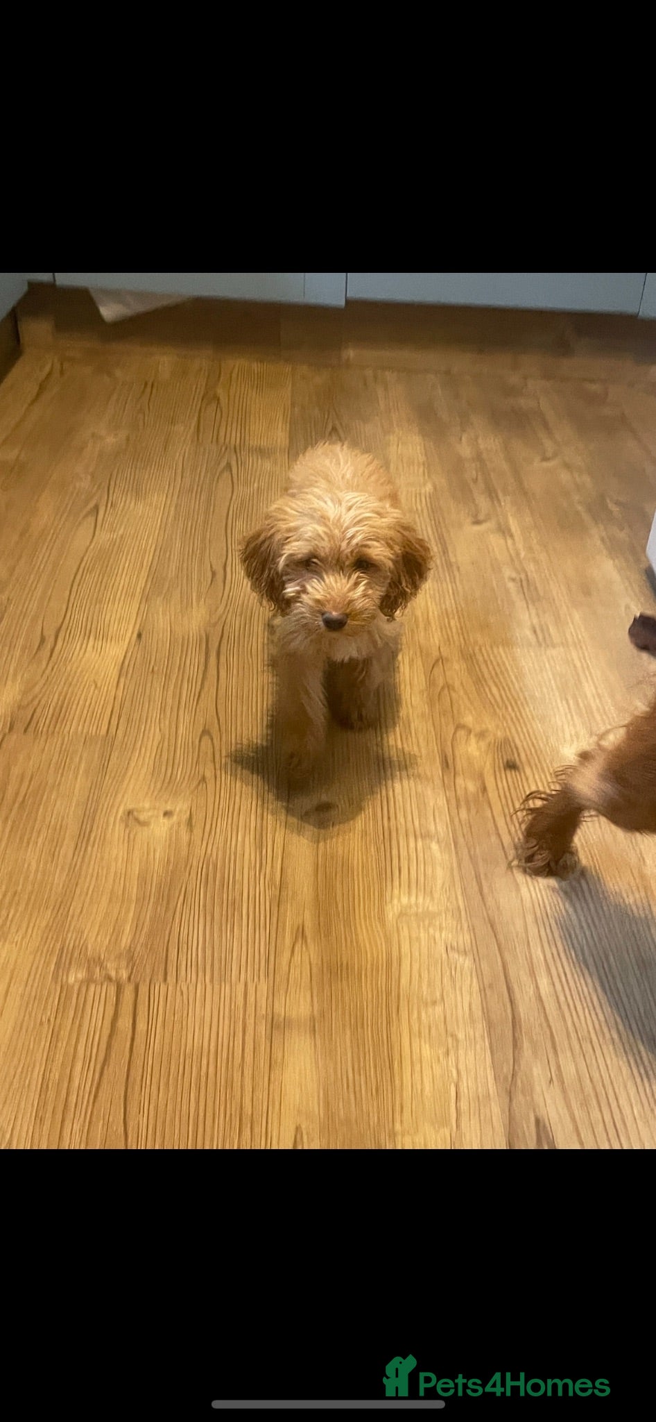 Cockapoo dogs F1 Red Cockapoo puppies - Advert 1