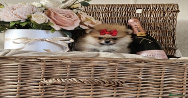 Pomeranian dogs - Advert 1