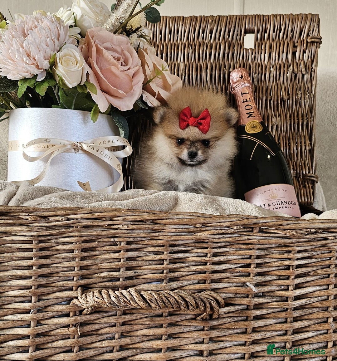 Pomeranian dogs for sale:  Beautiful Pomeranian puppies  - Image 3