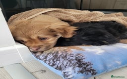 Mixed Breed dogs for sale: Pekingese mix breed puppies  - Advert 3