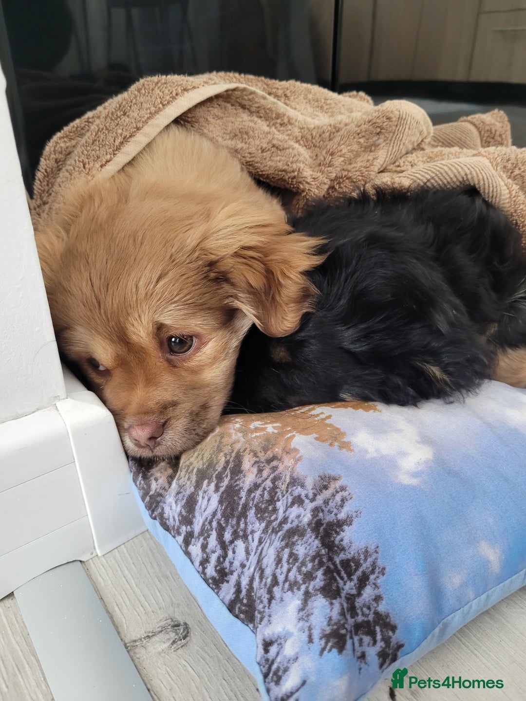 Mixed Breed dogs for sale: Pekingese mix breed puppies  - Advert 3