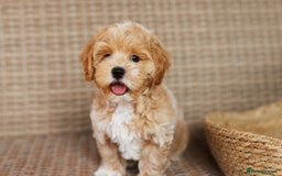 Maltipoo dogs for sale: Gorgeous Maltipoo Puppies – 3 Boys & 3 Girls - Image 11