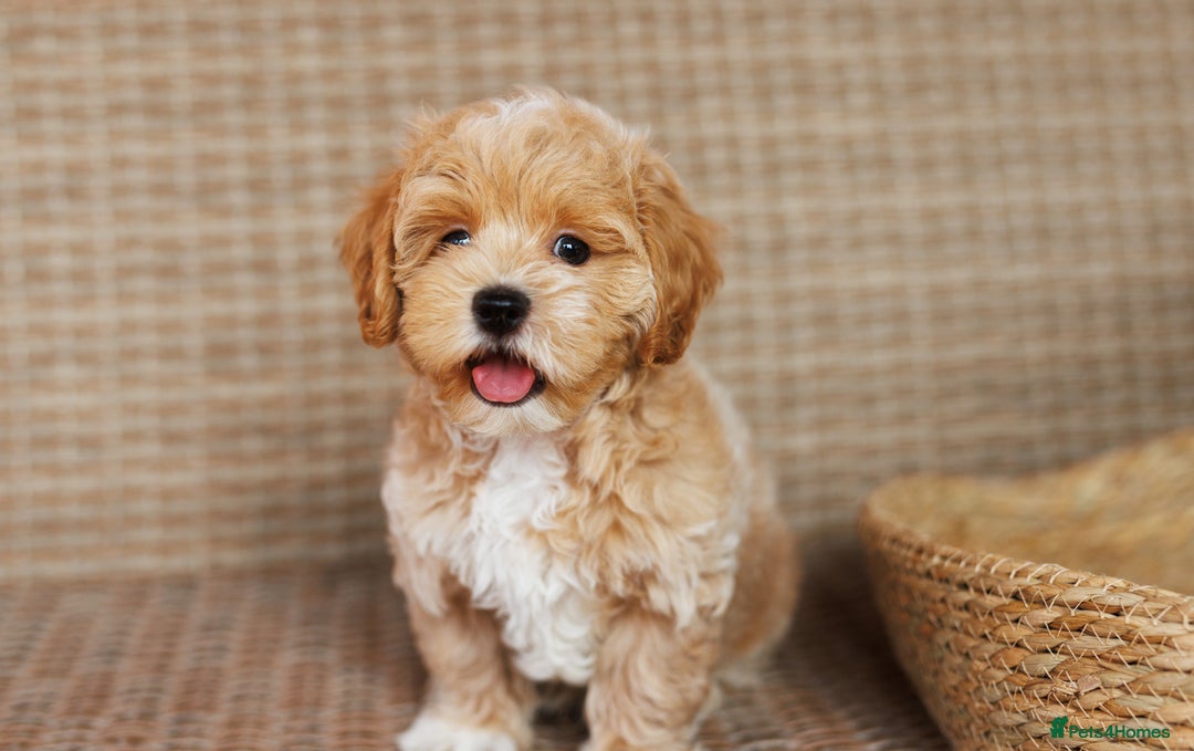 Maltipoo dogs for sale: Gorgeous Maltipoo Puppies – 3 Boys & 3 Girls - Image 11