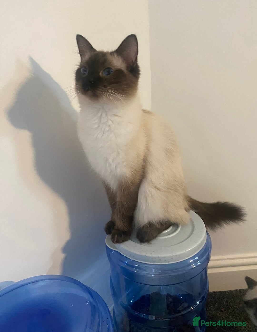 Ragdoll cats for sale: Ragdoll kitten  - Image 10