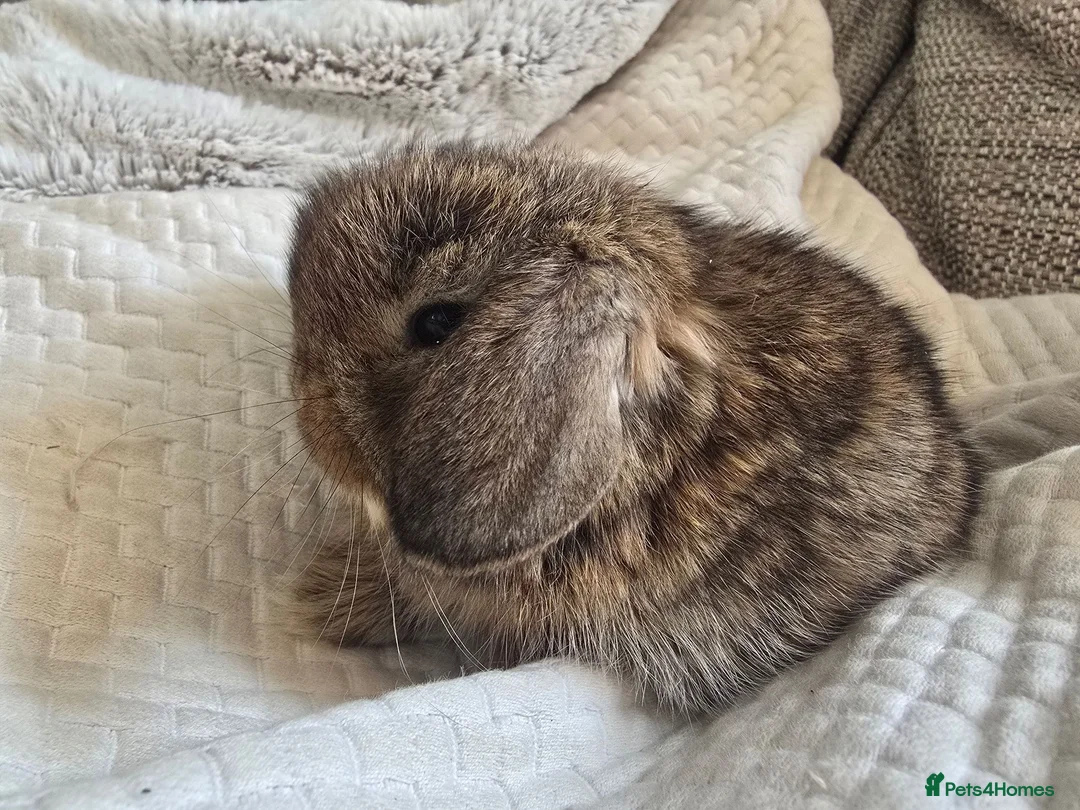 Mini Lop rabbits for sale: Beautiful Pure Mini Lop Bunnies Looking for Homes - Advert 2