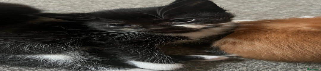 Mixed Breed Kitten 2