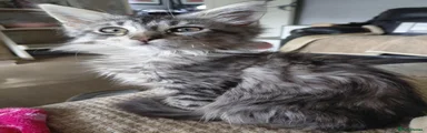 Mixed Breed 1